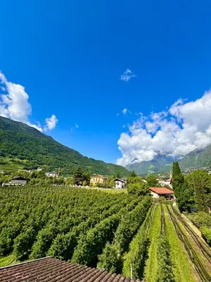 a view of a vineyard with mountains in the background at Art Residence Josefshof in Lagundo