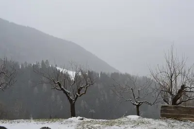 three trees in the snow with a mountain in the background at Martlerhof Urlaub auf dem Bauernhof in Campo di Trens