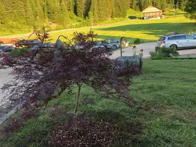 a bunch of purple flowers on a tree at Appartamenti Hacoli in Selva di Val Gardena