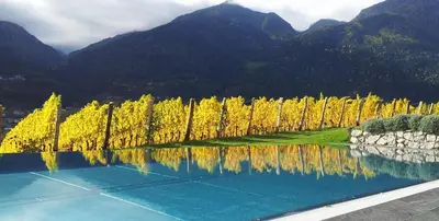 a row of trees with mountains in the background at Hotel Pacherhof in Bressanone