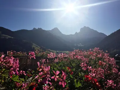 a field of pink flowers with mountains in the background at Hanslerhof in Braies