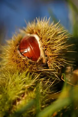a close up of a piece of food in a plant at Fewo Zweiraum im Haus Götsch 4 in Parcines