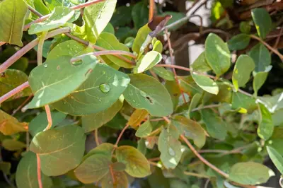 a group of green leaves with raindrops on them at Fewo Dreiraum im Haus Götsch 2 in Parcines