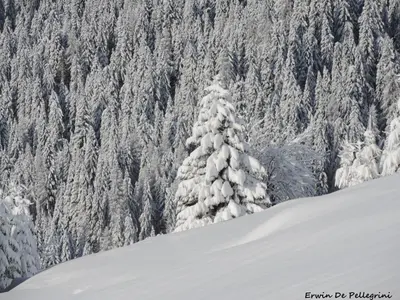 a snow covered pine tree in front of a mountain at Casa Zulian in Falcade