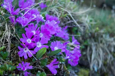 a bunch of purple flowers sitting on the ground at Cafe Schneider in Lappago