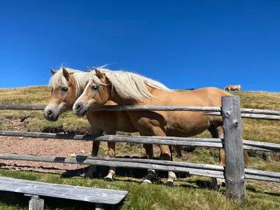 two horses are standing next to a fence at Sturmhof in Chiusa