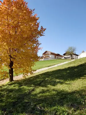 a tree on a hill with a house in the background at Der Brunnerhof in Mühlbach