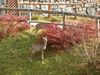 two animals standing in the grass near a fence at Hotel Garni Civetta in Selva di Cadore