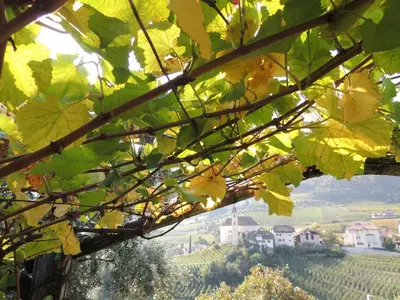 a view of a vineyard through the leaves of a tree at Mairhof in Missiano