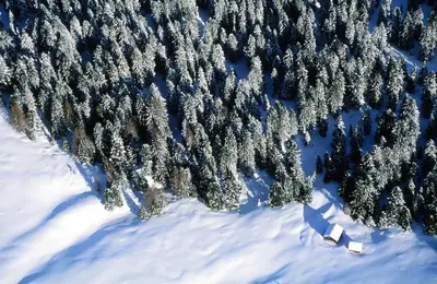 an aerial view of a forest of snow covered trees at B&B SEGONZANO in Segonzano