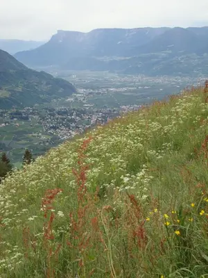 a field of flowers on the side of a hill at Unterthurnerhof in Rifiano