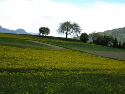 a field of green grass with a tree on a hill at Zangerlechnhof in Brunico