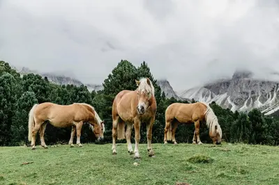 three horses grazing in a field with mountains in the background at Almhotel Col Raiser in Santa Cristina in Val Gardena