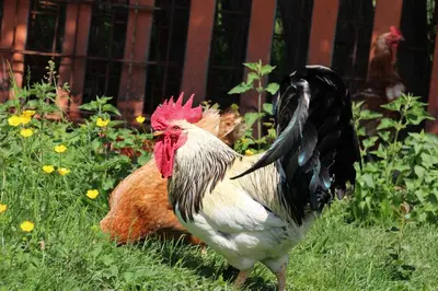 two chickens standing in the grass in a yard at Peternaderhof in Vols am Schlern