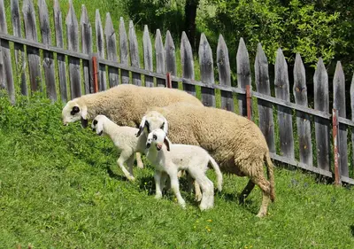 a group of sheep standing in the grass near a fence at Peternaderhof in Vols am Schlern