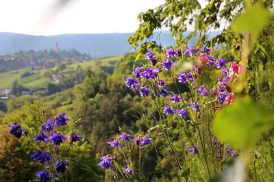 a bunch of purple flowers on a hill with trees at Peternaderhof in Vols am Schlern