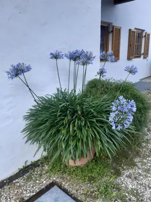 a potted plant with purple flowers in front of a building at Peternaderhof in Vols am Schlern