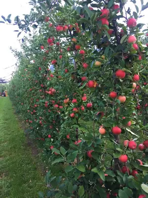 a row of apple trees filled with red apples at Hirschenhof in Laives