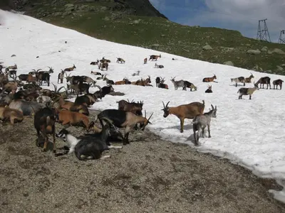 a herd of animals standing on a snow covered slope at Ferienwohnung im Haus Texel VI in Parcines