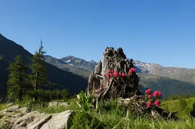 a rock with pink flowers on top of it at Ferienwohnung im Haus Texel VII in Parcines