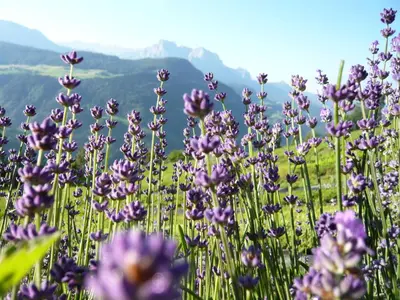 a field of purple flowers with mountains in the background at Oberpalwitterhof in Barbiano