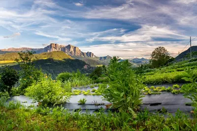 a river with plants and mountains in the background at Oberpalwitterhof in Barbiano