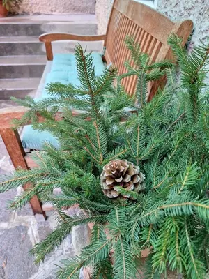 a christmas tree on a bench with a pine cone at Villa Noce 1 in Tesero