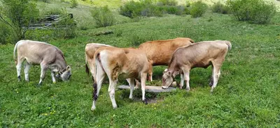 a group of cows grazing in a field of grass at Blasighof in Quinzo
