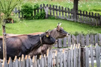 two cows standing next to a wooden fence at Blasighof in Quinzo
