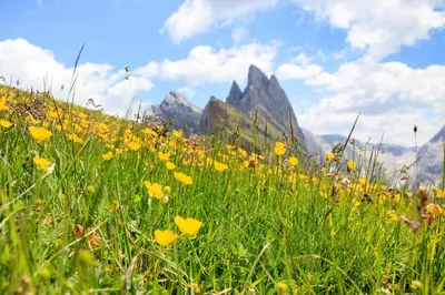 a field of yellow flowers in front of a mountain at Casa Roder by Garni Snaltnerhof in Ortisei