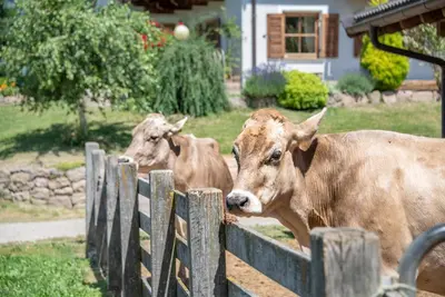 two cows are looking over a wooden fence at Ebenhof in Collepietra