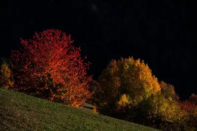 a group of trees on a hill at night at Appartment Kircherhof in Laion