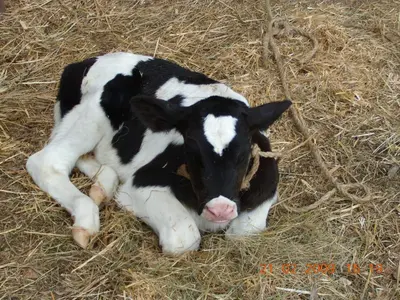 a black and white cow laying in the hay at B&B Brunnerhof in Feldthurns