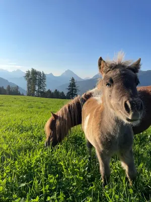 a brown horse standing in a field of grass at Tiefentalhof - Urlaub am Bauernhof in Tesido