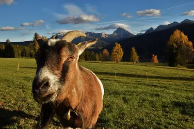 a goat standing in a field with mountains in the background at Tiefentalhof - Urlaub am Bauernhof in Tesido