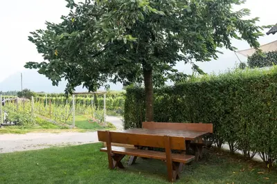 a wooden bench sitting under a tree in a field at Ferienwohnung Pippohof in Appiano sulla Strada del Vino