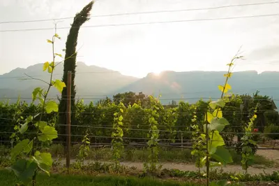 a vineyard with the mountains in the background at Ferienwohnung Pippohof in Appiano sulla Strada del Vino