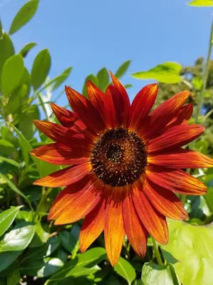a red flower with a blue sky in the background at Pension Gartscheid in Lana