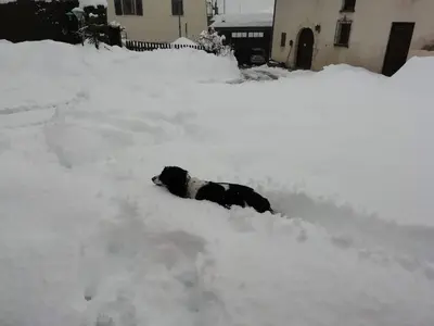 a dog laying in a pile of snow at Appartamento 