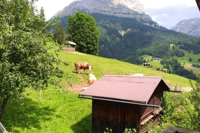 a group of cows grazing on a hill with a barn at La Majon in Colle Santa Lucia