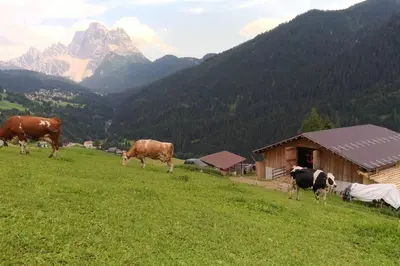 a group of cows grazing in a field with mountains at La Majon in Colle Santa Lucia
