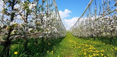 a row of trees with flowers in a field at Affittacamere Dolce Sogno in Coredo