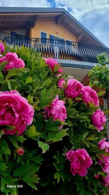 a bunch of pink flowers in front of a house at Affittacamere Dolce Sogno in Coredo