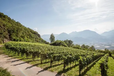 a vineyard on a hill with mountains in the background at Weingut Eichenstein in Merano