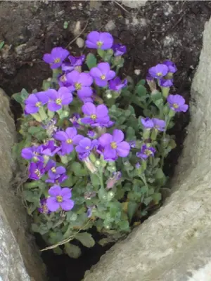 a bunch of purple flowers in a flower pot at Winnewieser in Vandoies