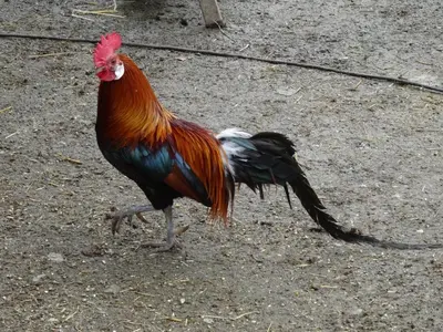 a colorful rooster walking on the ground at Winnewieser in Vandoies