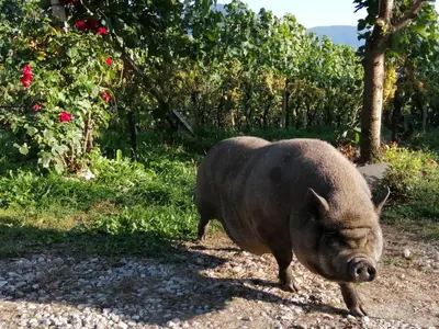 a pig walking on a path in a vineyard at Kerschbamerhof im Süden Südtirols in Cortaccia