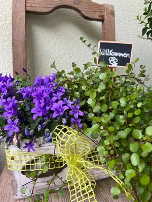 a basket of purple flowers on a wooden chair at Kerschbamerhof im Süden Südtirols in Cortaccia