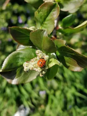 a ladybug is sitting on a green leaf at Agritur Zuveith in Salorno sulla Strada del Vino
