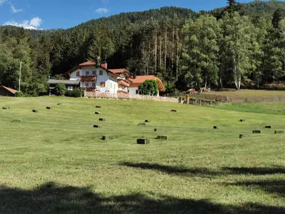 a field with a house and a herd of cows at Rauchenbichlerhof in Brunico